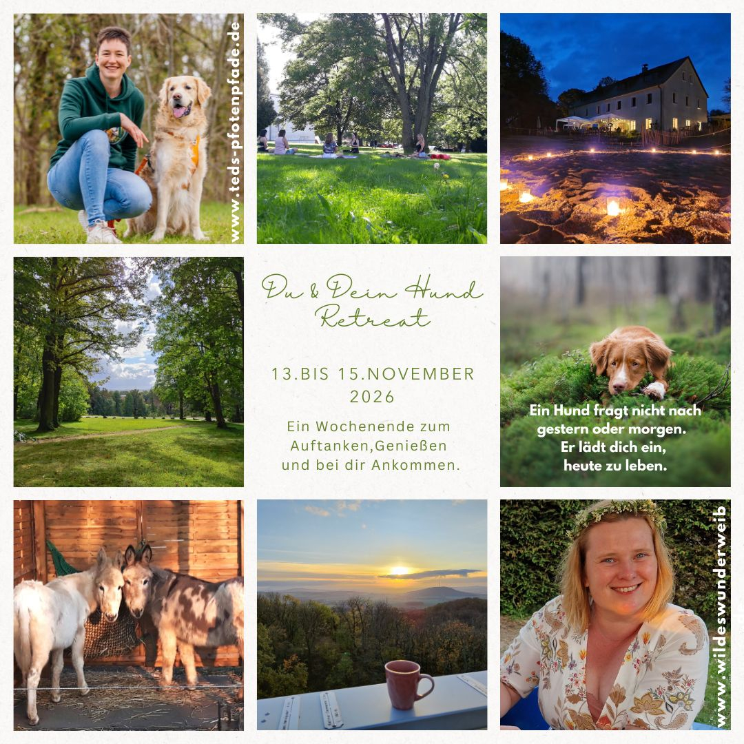 posting-du-dein-hund-retreat-1126