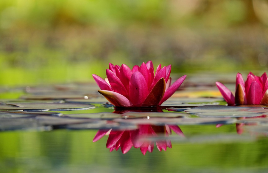 water-lilies-1442497_1280